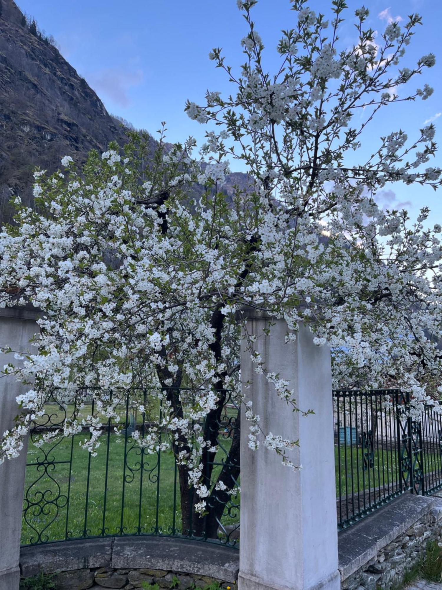 L'Aria Di Casa Bed & Breakfast Alagna Valsesia Luaran gambar